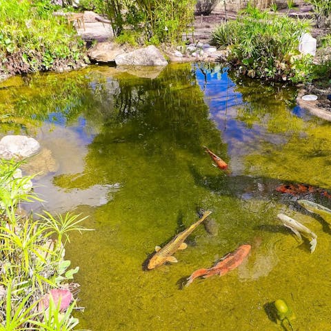 Take a moment to yourself beside the koi pond