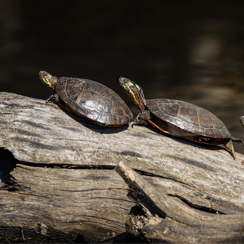 Watch turtles at the Mavrobara Turtle Lake  – an eleven-minute drive away