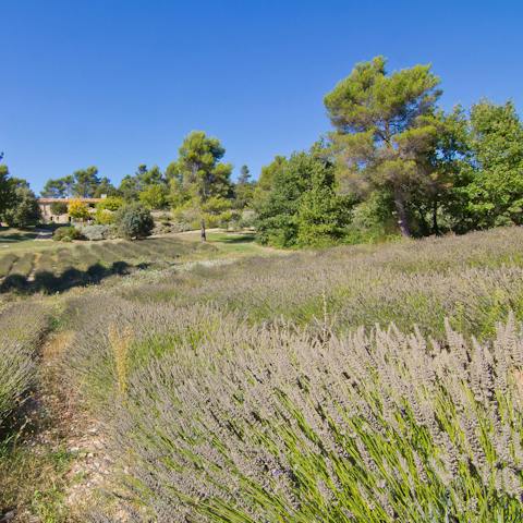 Take a walk through the fragrant lavender field behind the house