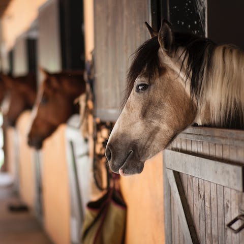 Enjoy a spot of horse-riding in Ramla Bay – it's eighteen minutes away