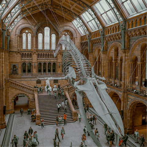 Make the twenty-five minute stroll over to the Natural History Museum