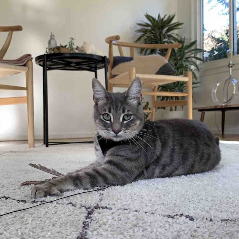 Earn the affection of the resident cat