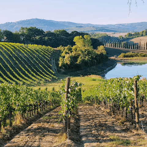 Visit one of Tuscany's many vineyards for a tour or tasting