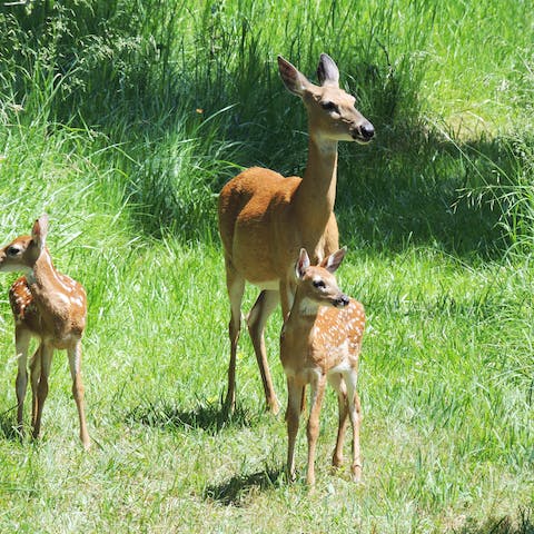 Spot the wildlife from your own backyard