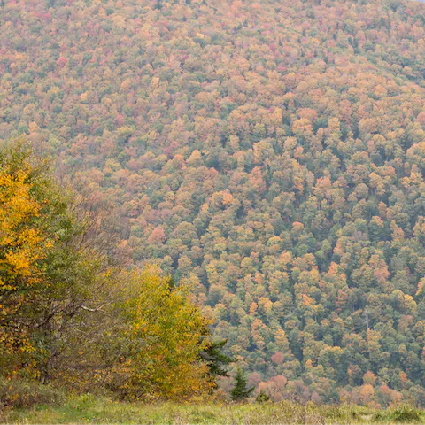 Visit Hunter Mountain, a twenty-five-minute drive away
