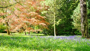 The Blue Bells image 9