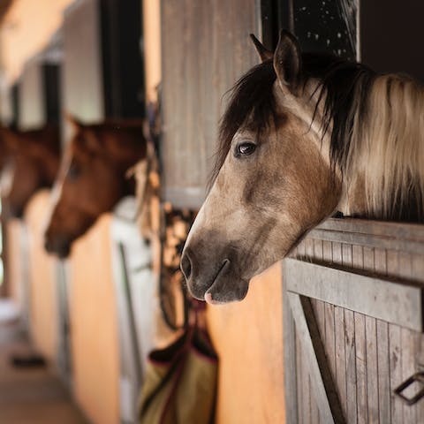 Saddle up and discover the landscape on horseback