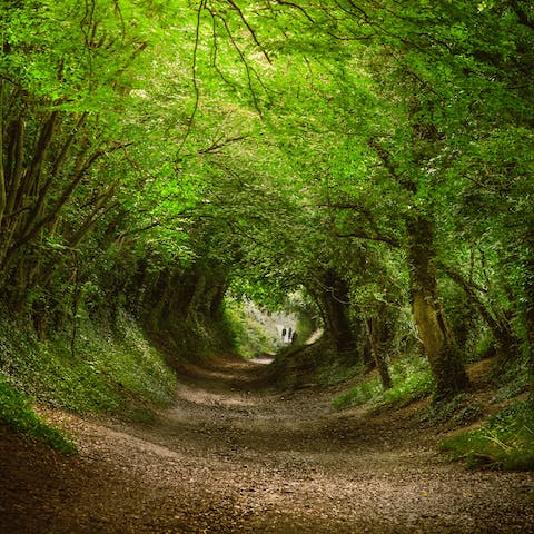 Stroll through the famous tree tunnels of the South Downs
