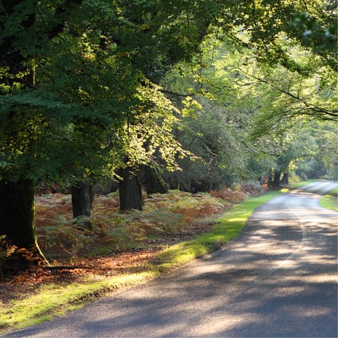 Explore the unspoilt woodland of the New Forest national park