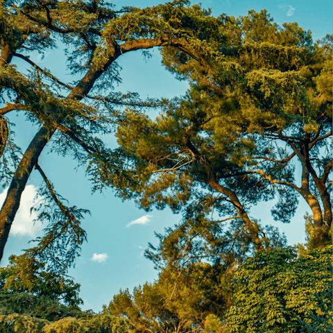 Experience the green heart of Madrid from El Retiro Park 