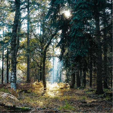 Embark on summertime hikes and bike rides through mountain trails