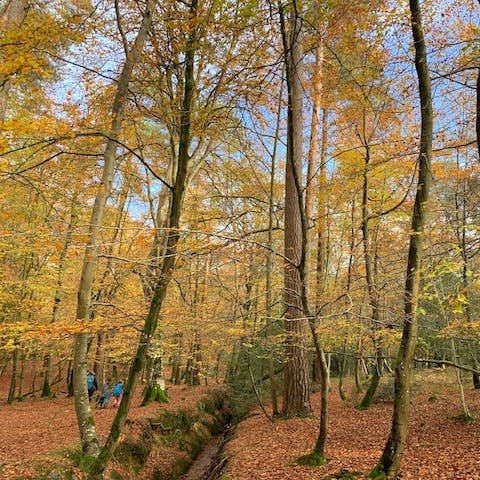 Explore the bountiful woodland in the surrounding New Forest