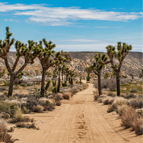 Explore Yucca Valley’s rugged landscape with a private hiking guide