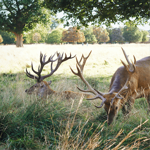 Take a stroll through Bushy Park in search of the wild deer