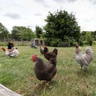 Become acquainted with some of the residents who live on the farm