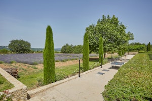 Lavender Fountains image 15