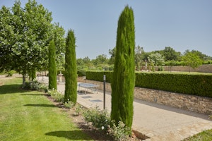 Lavender Fountains image 8