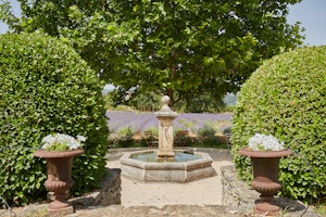 Lavender Fountains image 2
