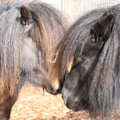 Feed a carrot to Nellie and Maggie, the friendly Shetland ponies in the paddock 