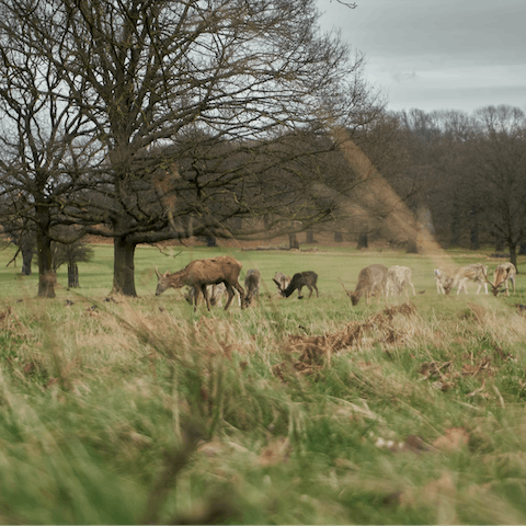 Take a break from the buzz of the city with a scenic stroll in Richmond Park – a fifteen-minute walk away
