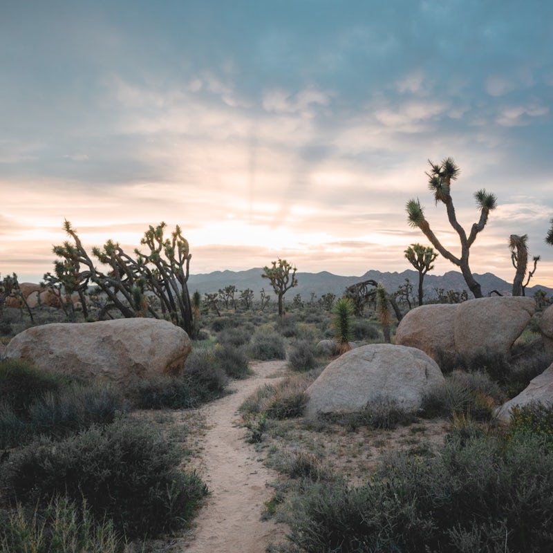 Hike the Joshua Tree National Park, a half-hour drive away
