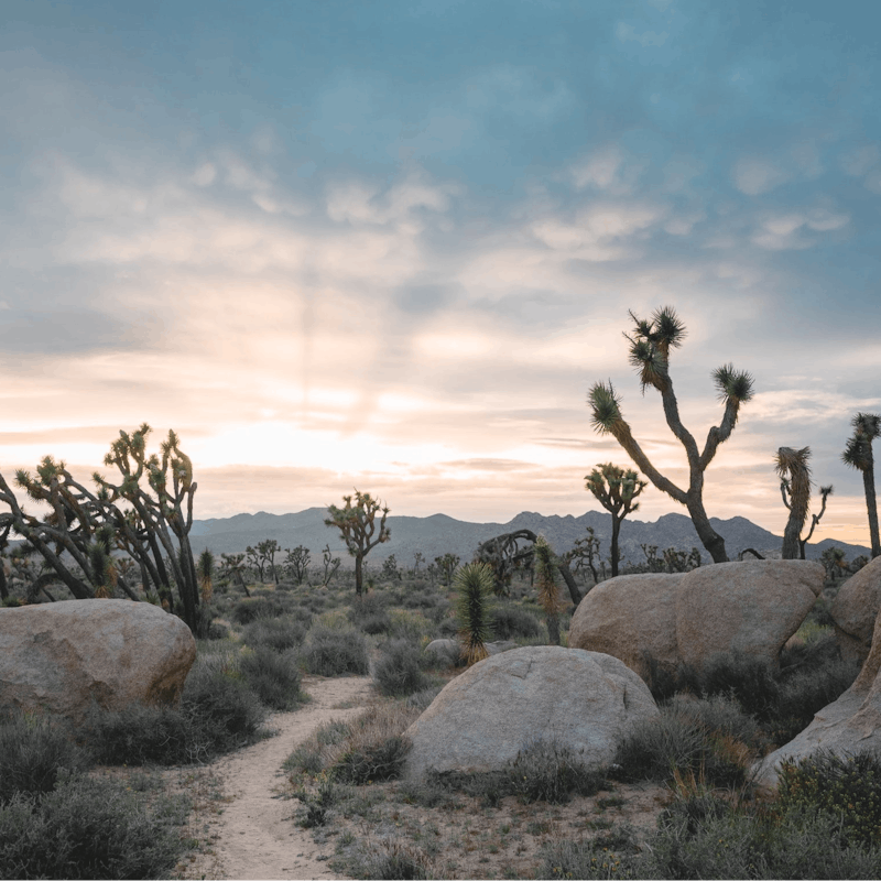 Venture deep into Joshua Tree National Park – just an two-minute drive away