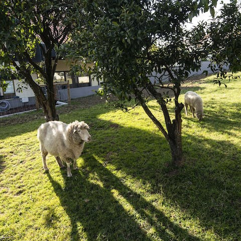 Meet your neighbours in the field next door