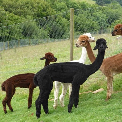 Visit the animal enclosure at feeding time and meet the alpaca and pygmy goats