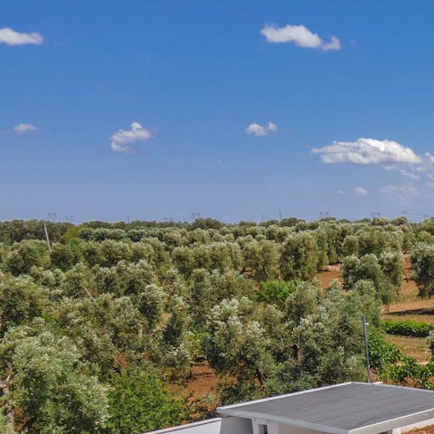Go for an afternoon stroll through the olive trees