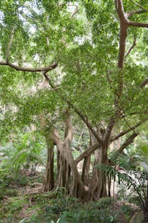 Explore Welchman Hall Gully