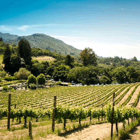 Explore Sonoma County's renowned vineyards