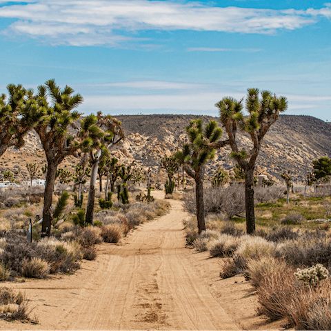 Hike in nearby Joshua Tree National Park 