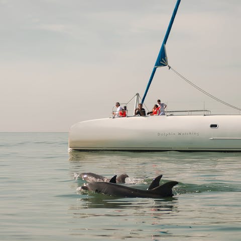 Go dolphin spotting – your host can help organise boat trips