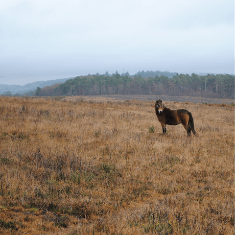 Explore the Exmoor National Park – there are so many fantastic walks to choose from