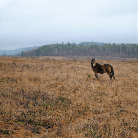 Explore the Exmoor National Park – there are so many fantastic walks to choose from