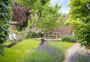 Lavender Lace image 10