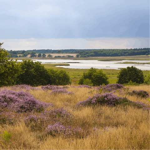 Get out and explore Suffolk's heathlands, an area of outstanding natural beauty