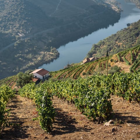Sample some great Portuguese wines at one of Douro's wineries