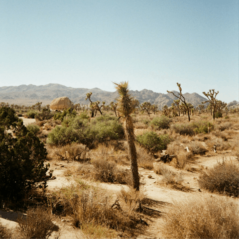 Hike through Joshua Tree National Park, twenty minutes away