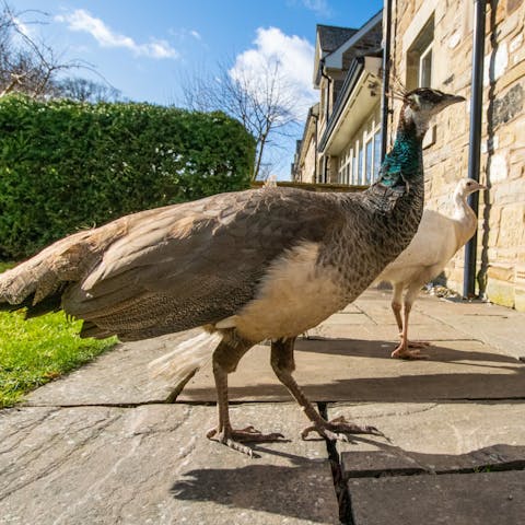 See if you can spot the local wildlife here, including pheasants and peacocks