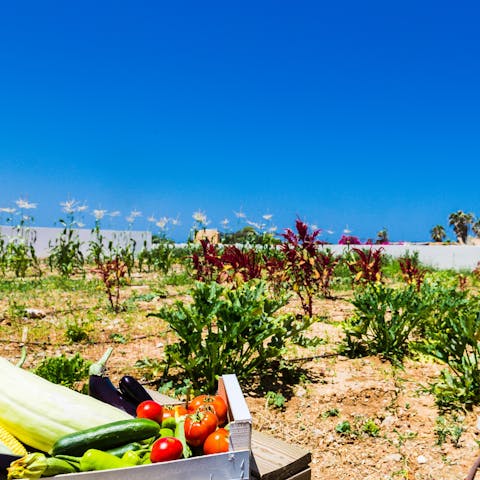 Cook with the freshest fruit and veg from the kitchen garden