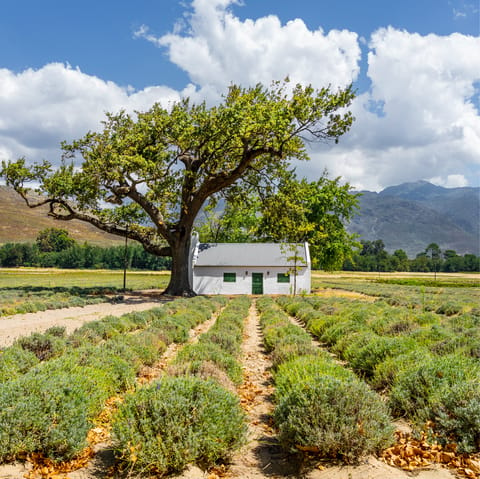 Make the most of your home's location in the Constantia Valley, the oldest wine making region in the southern hemisphere 