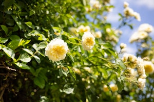 True Tranquility image 3