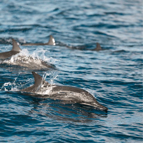 Book a boat trip to spot pods of dolphins, the coast is just half-an-hour away