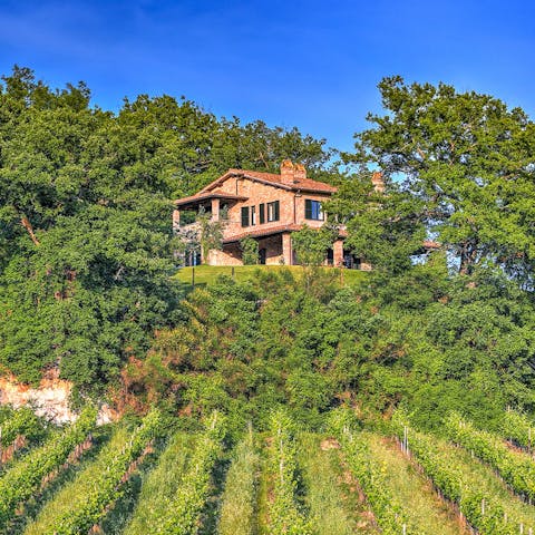 Wander round the vineyards that surround the home