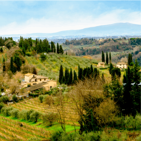 Take a day trip into the countryside and explore the olive groves 
