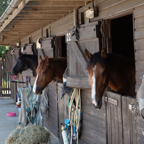 Stables on the grounds of the estate