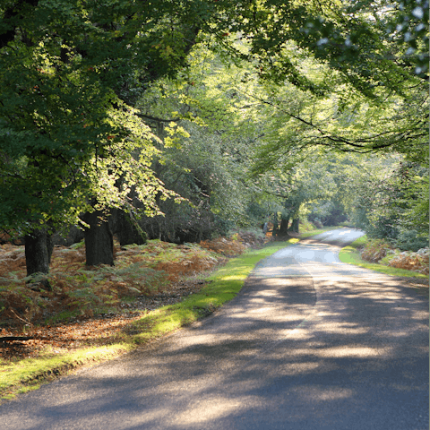 Explore the ancient woodlands and picturesque roads of the New Forest on your doorstep