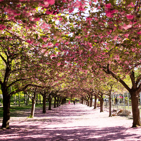 Make the ride to the Brooklyn Botanic Garden when the trees bloom