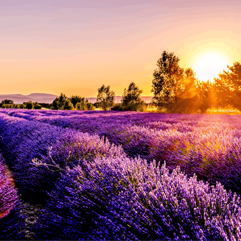 Immerse yourself in the beauty of Provence 